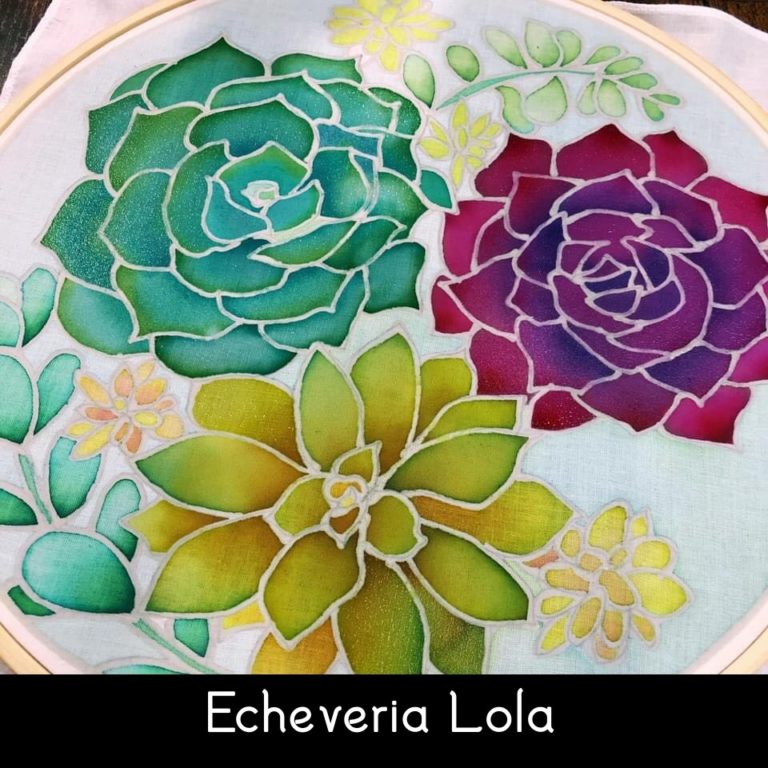 Echeveria Lola